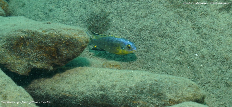 Tropheops sp. 'gome yellow' Border